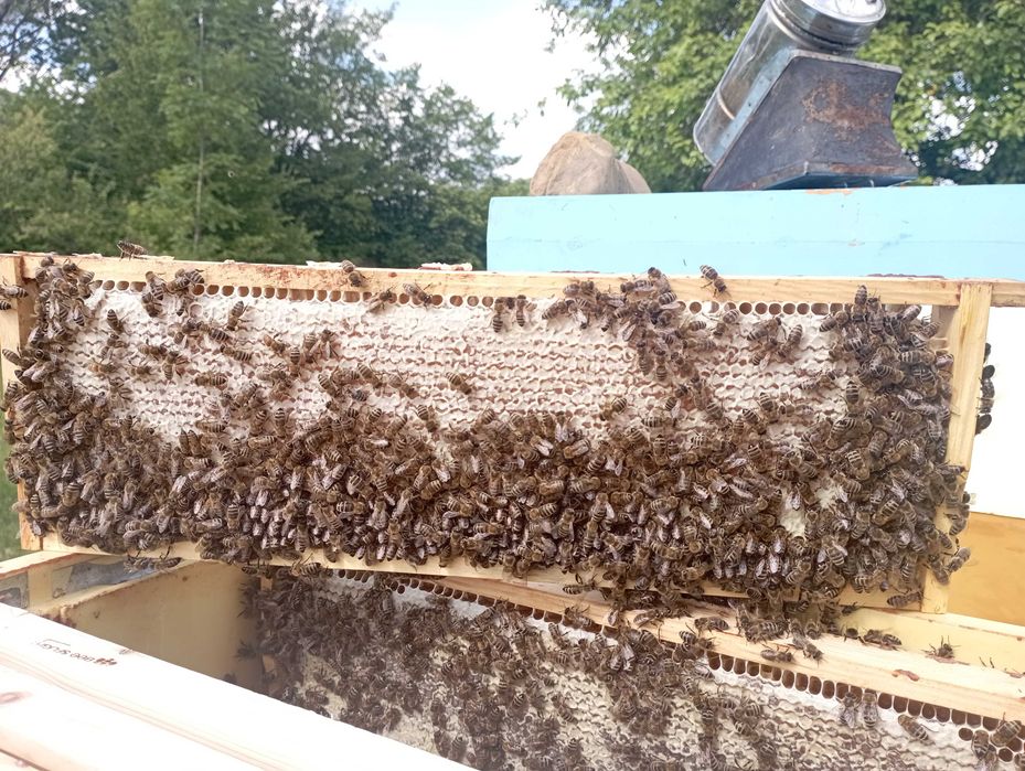 Бджолосімї карпатки