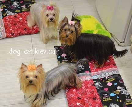 Чудесный йорки мальчик. Светленький! Киев.