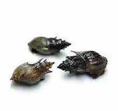 Ślimaki Tiara Torpedo. Cetarius