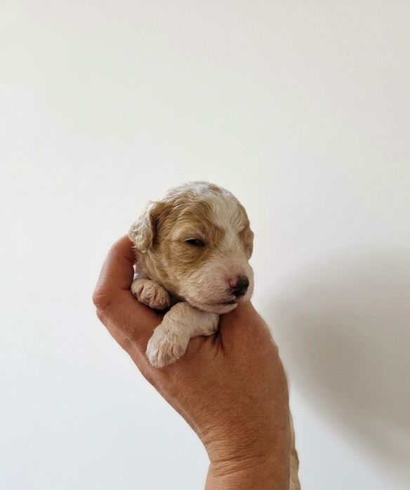 Sunia pudel miniaturowy