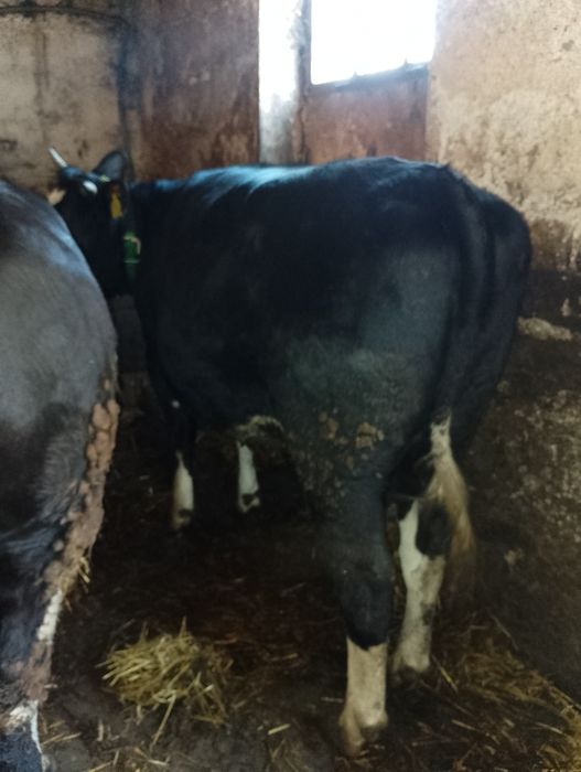 Jałówki do zacielenia. Jałówka