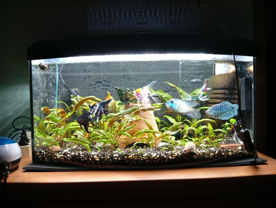 Rybki akwariowe zmiana obsady