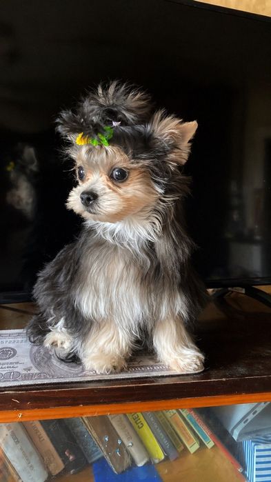 Эксклюзивная малышка