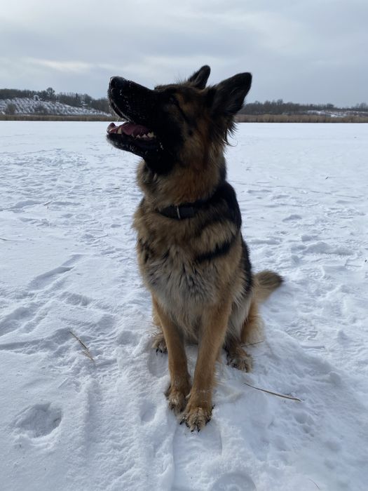 Немецкая овчарка