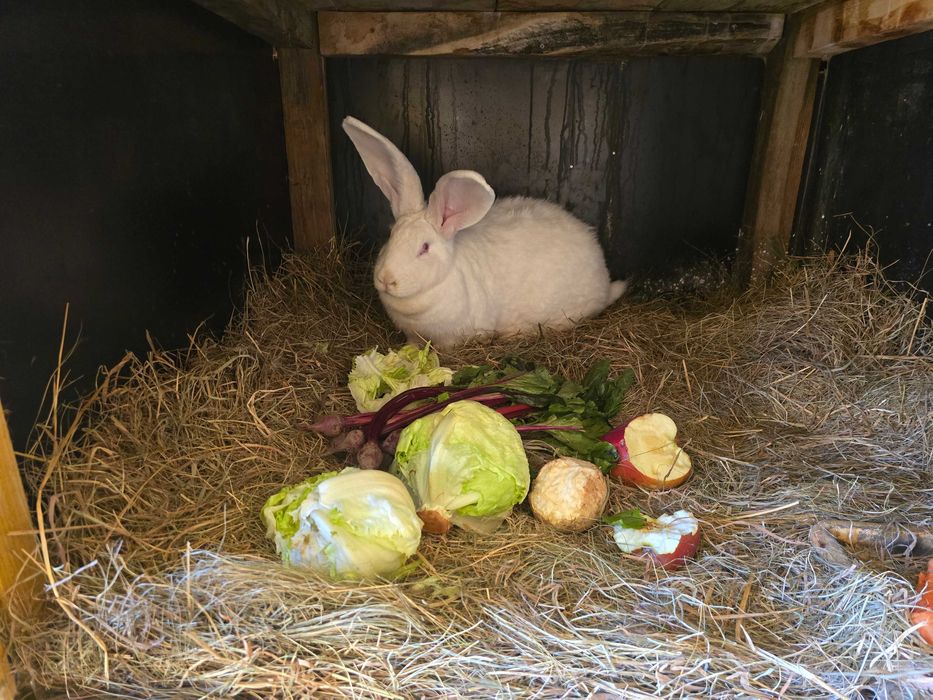 Olbrzym Belgijski młode