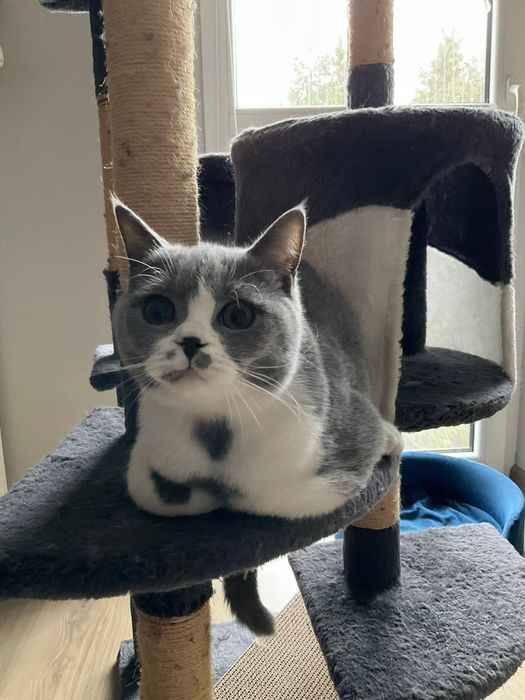 Kocurek brytyjski krótkowłosy. ALOES