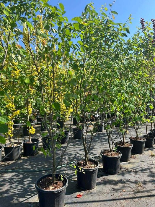 Świdośliwa lamarcka / Amelanchier lamarckii - wielopniowa HURT/DETAL