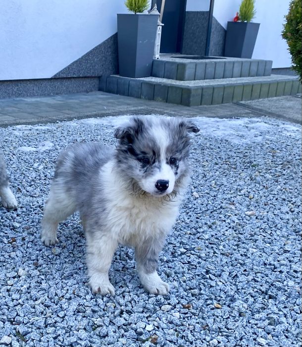 Border colli blue merle