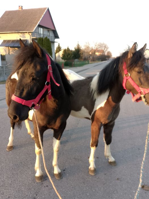 Sprzedam zamienię konie huculskie