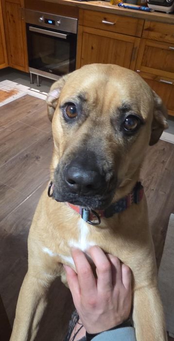 Oddam w dobre ręce 3 letnia sunie