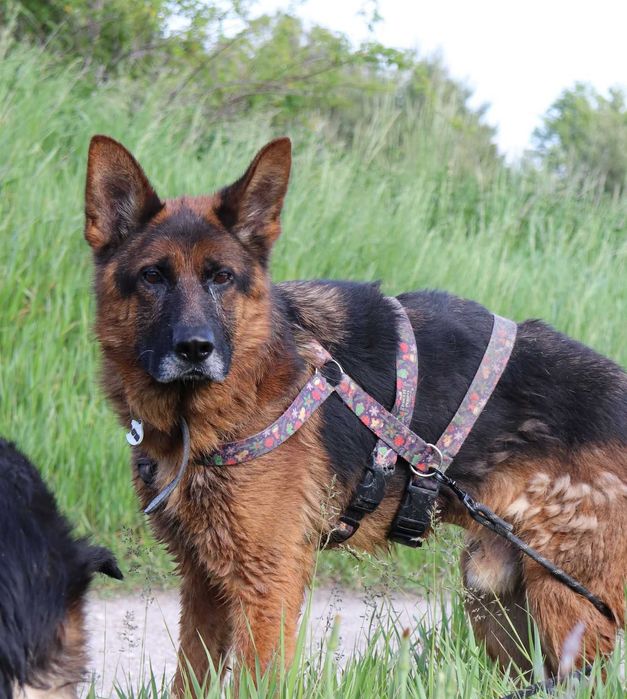 Diego – czujny Owczarek Niemiecki, wierny towarzysz i stróż