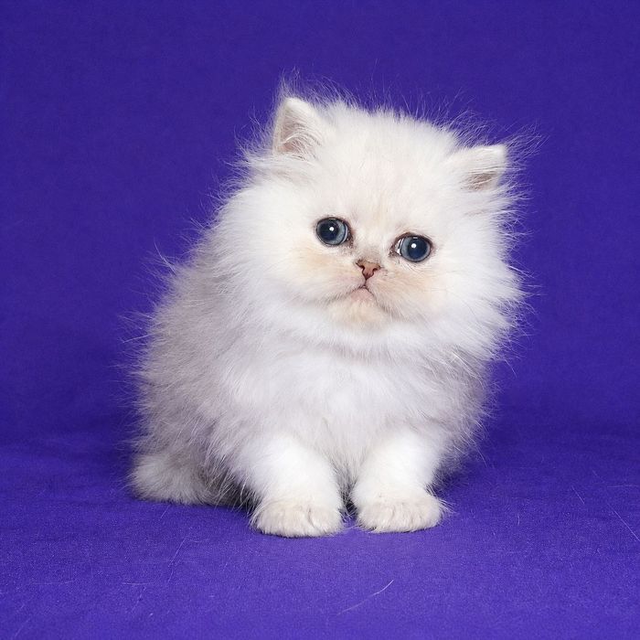 Перс шиншилла серебристая