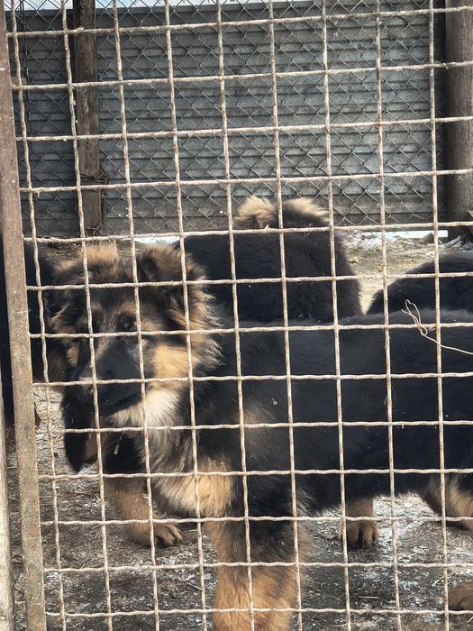 Owczarki niemieckie długo włosy