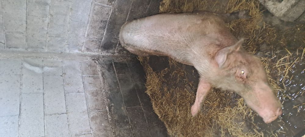 Porca 2 anos e meio