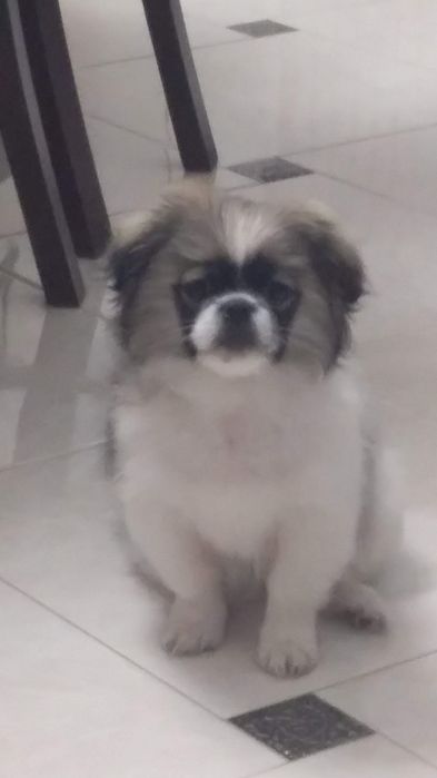 Королівський пекінесик шукає дівчинку