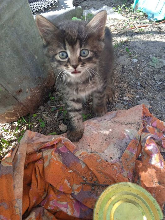 віддам кошенят 2 місяці безкоштовно.