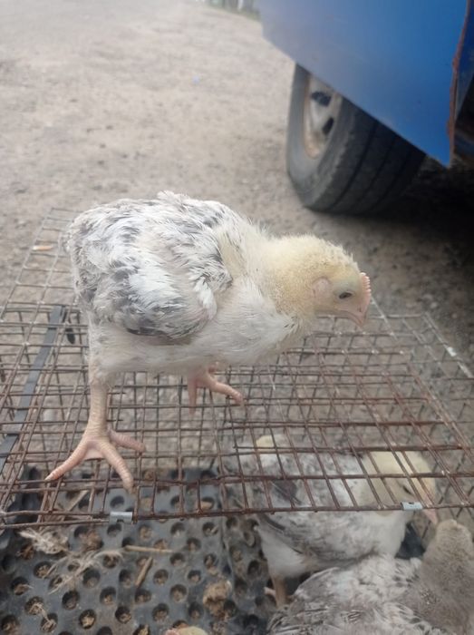 Продаються курчата