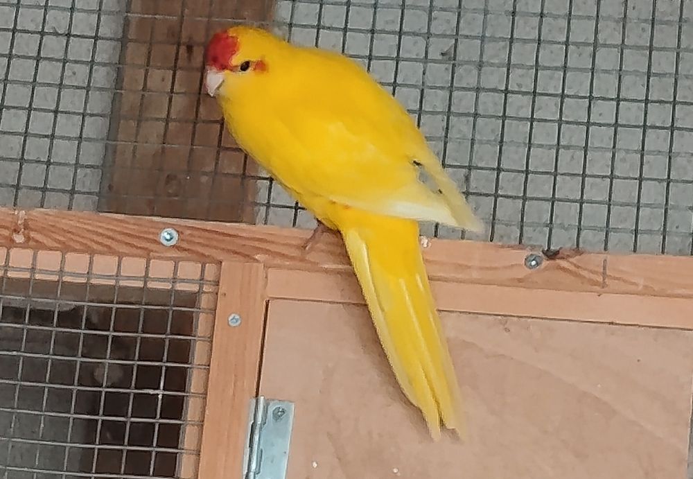 Kakarikis para venda