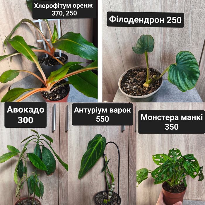 Кімнатні рослини дифінбахія сингоніум маранта аглаонема антуріум епіпр