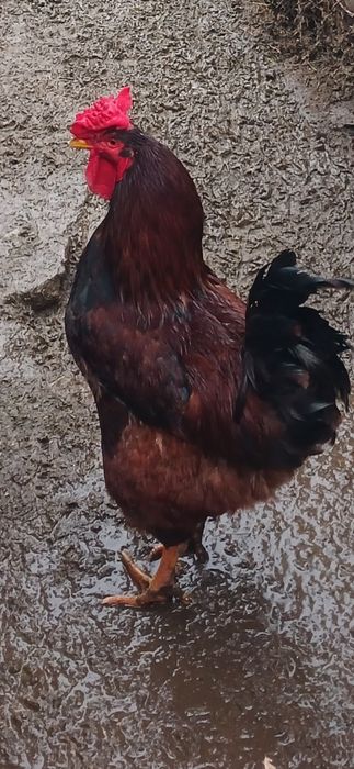 Продається гарний когут