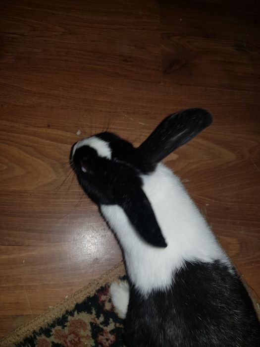 Ogłoszenie prywatne