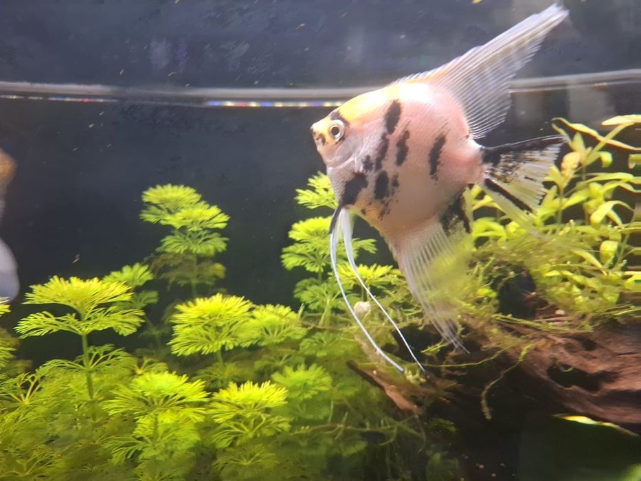 Escalar Koi (Pterophyllum scalare)