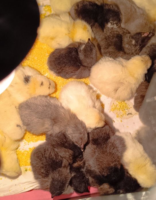 Курчата Домінанти Чехія, мясо-яєчка Угорщина