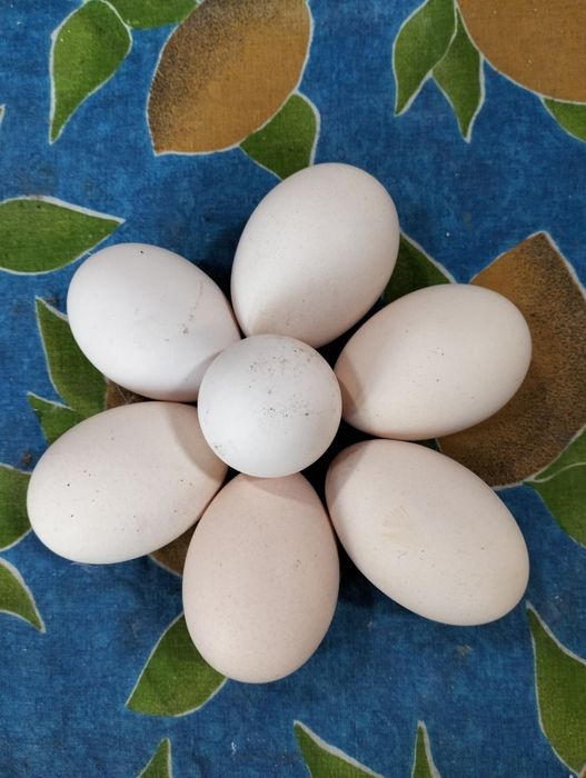 Ovos caseiros de galinhas do campo