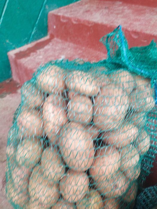 Картопля домашня велика