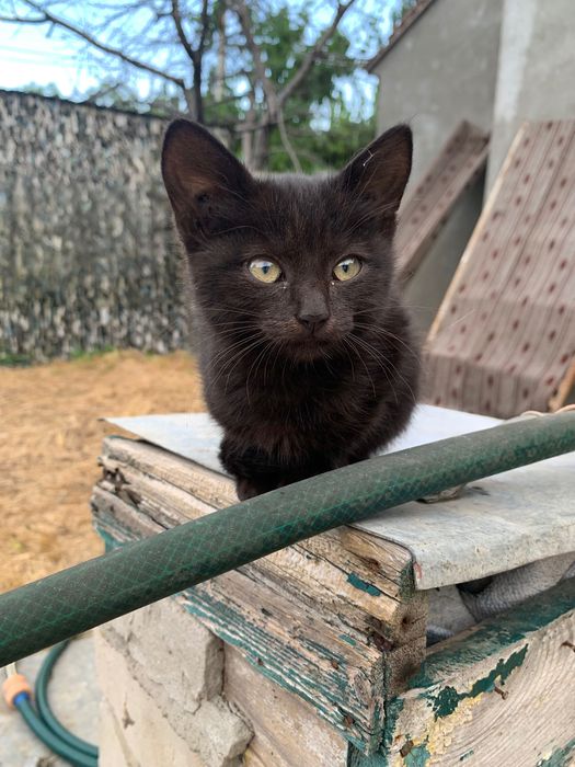 Маленьке кошенятко шукає дім та родину