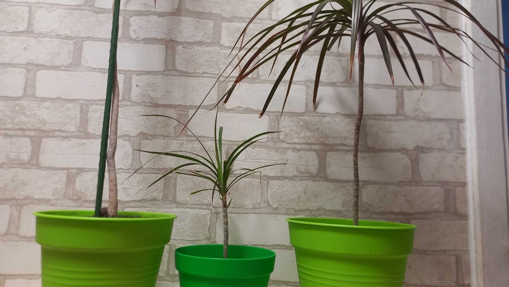 Комнатное дерево-кустарник драцена