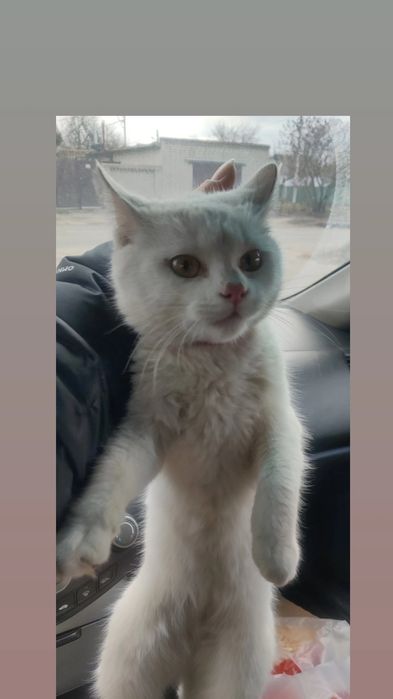 Отдам белого котенка, мальчик, 4 месяца