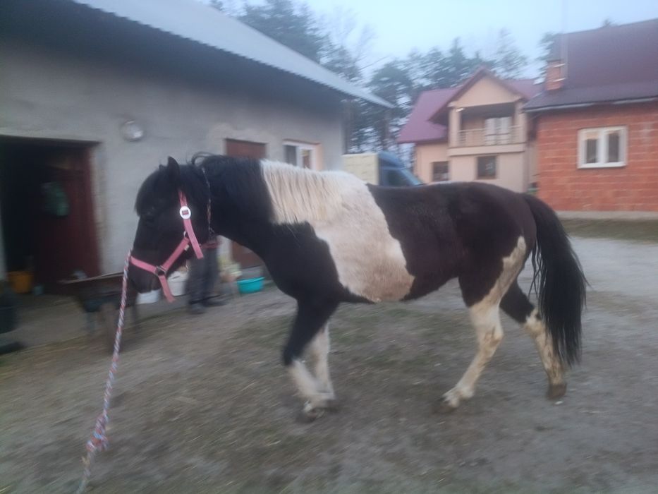 Koń hucuł klacz wałach