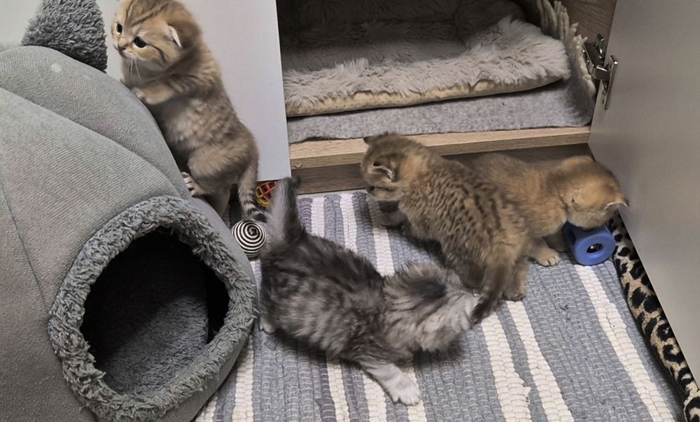 Шотландские котята прямоухие и вислоухие, мальчик и девочки