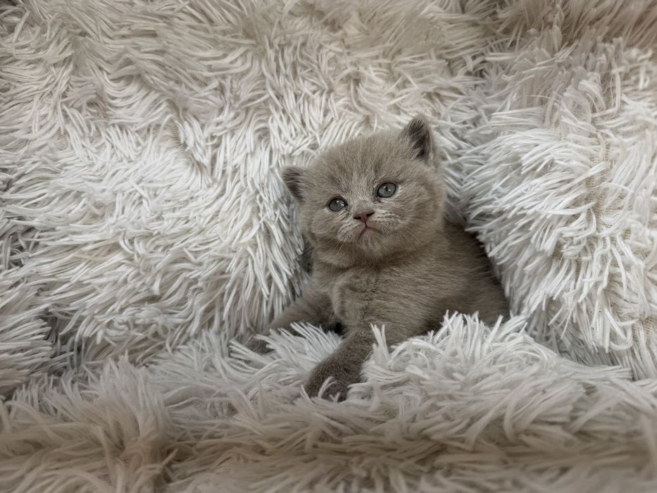 Urocze Kocięta Brytyjskie