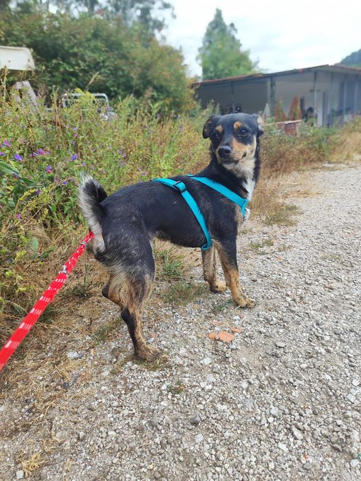 Hazel - 1 ano, 3kg