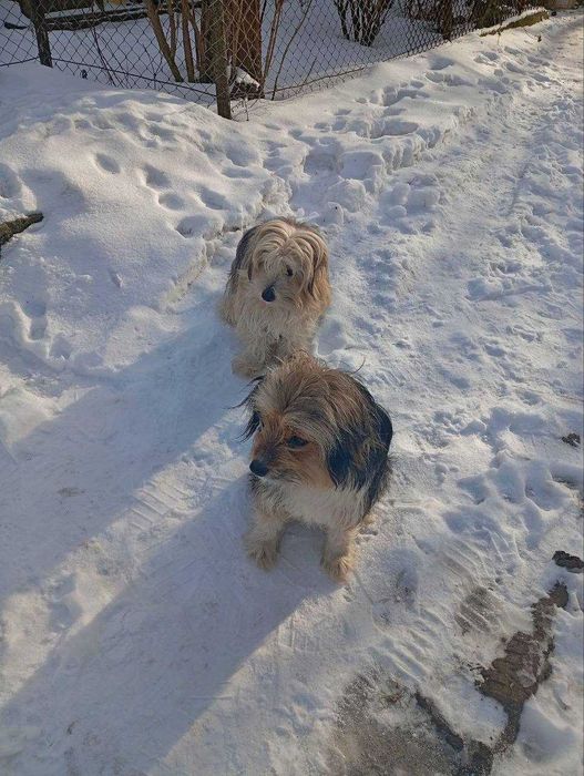 Собачки у добрі руки