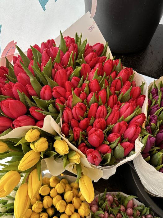 Тюльпани Розница/Опт/ Гурт