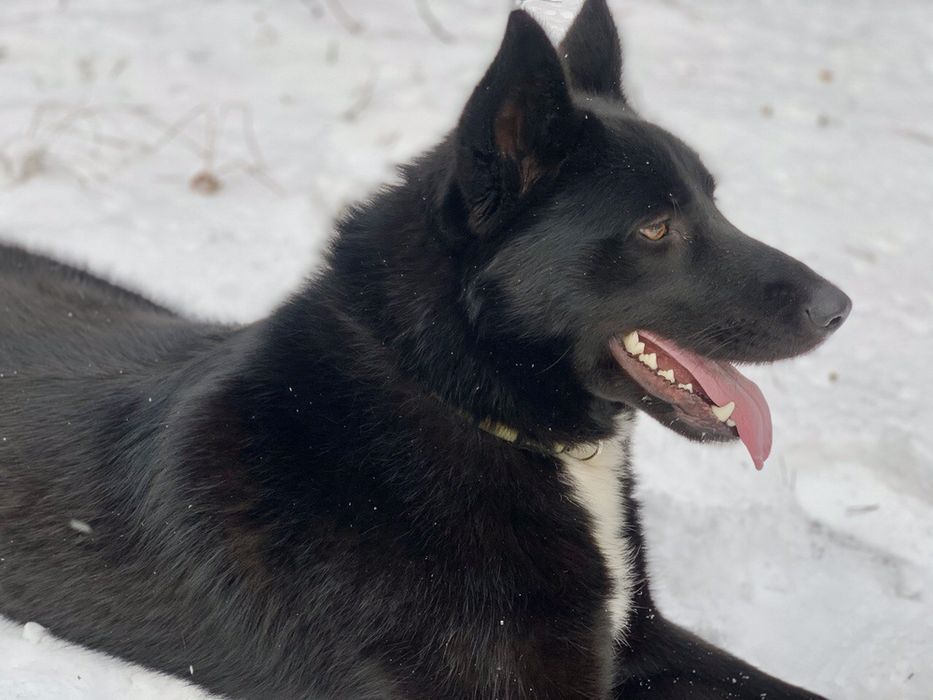 Пропала собака Метіс