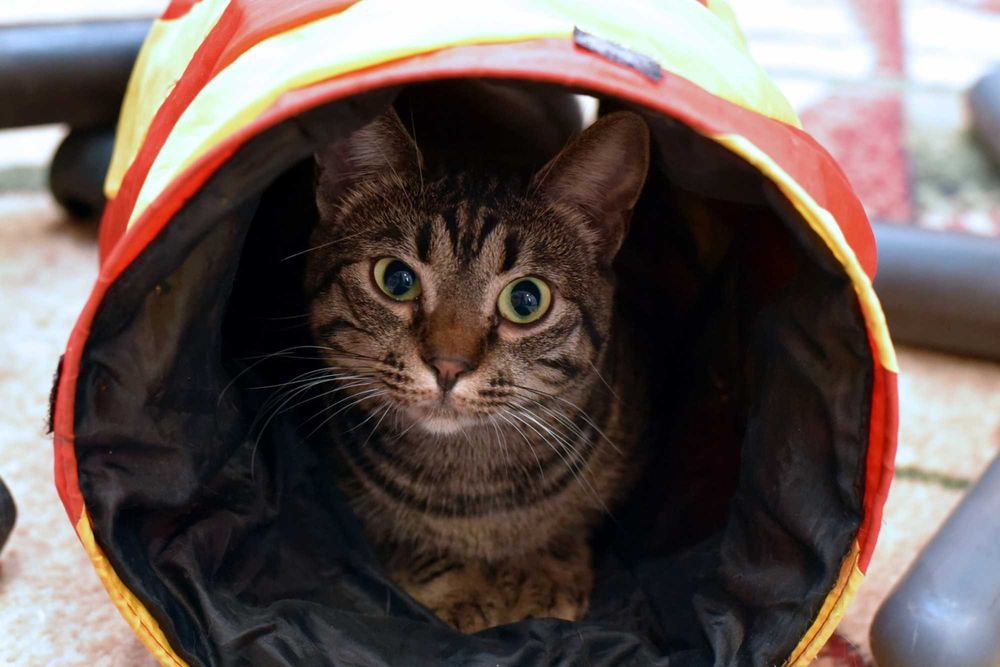 Отдам в добрые руки нежную девочку Кими