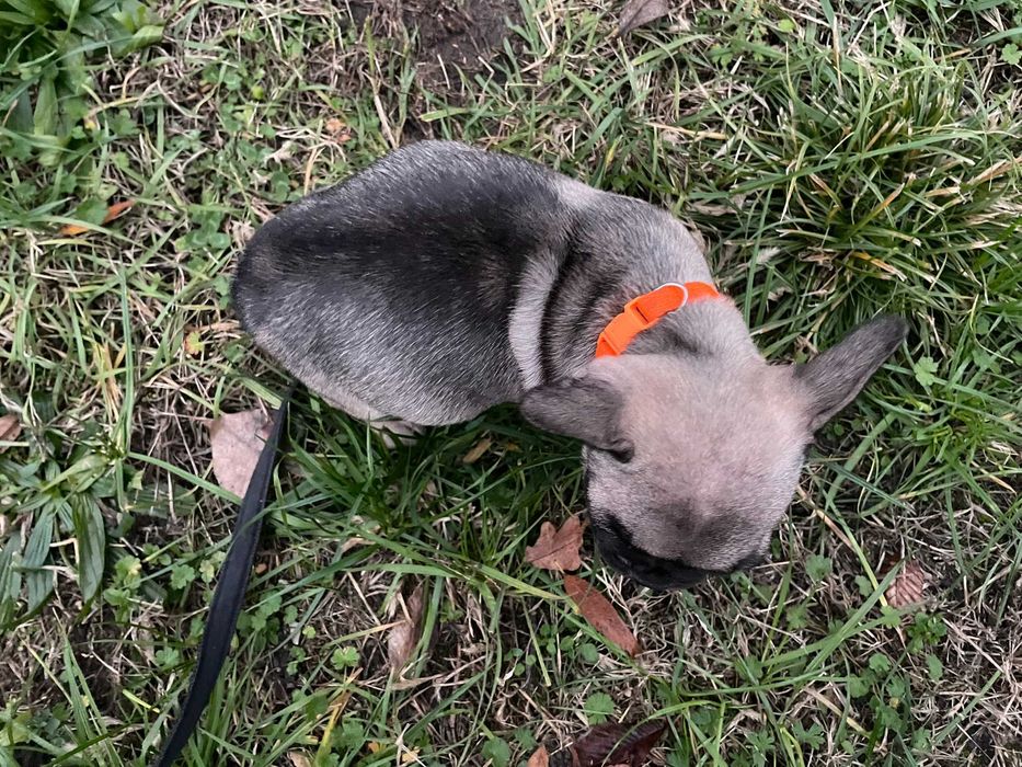 Buldog Francuski, suka, suczka Buldoga Francuskiego nie pies