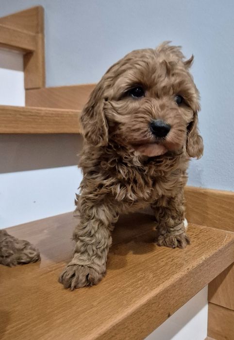 Cavapoo F1B hybryda ras Sunia