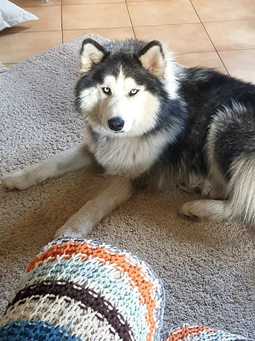 Śliczna Husky niebieskooka