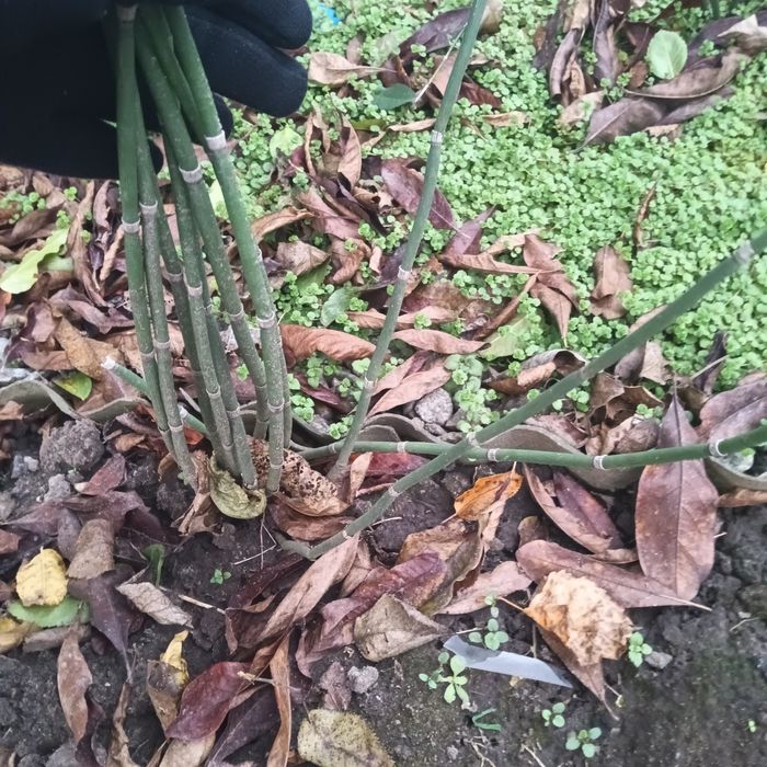 Цветы  укоренённые,семена . Продам,  перешлю. Цены уточняйте