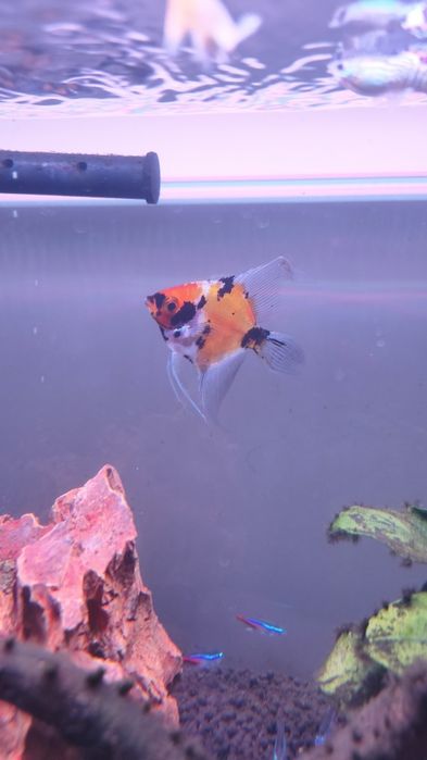 Peixe escalar para doar