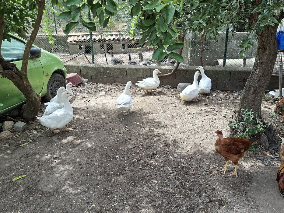 Patos,mudos e franceses.