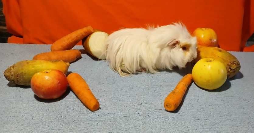 Морська свинка, порода шелті.