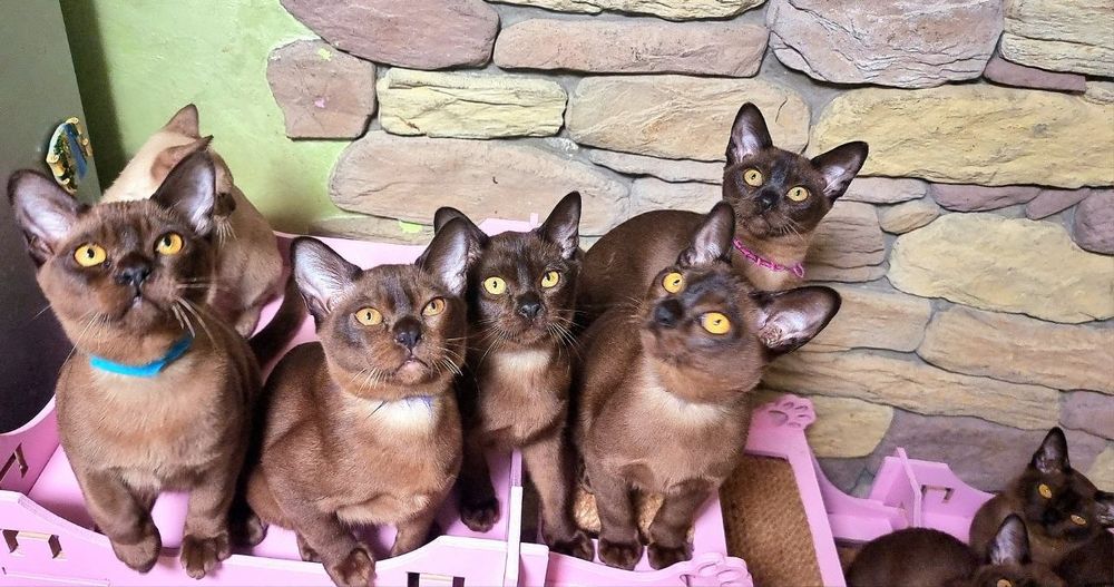 чистокровные котята с  документами породы Европейская Бурма