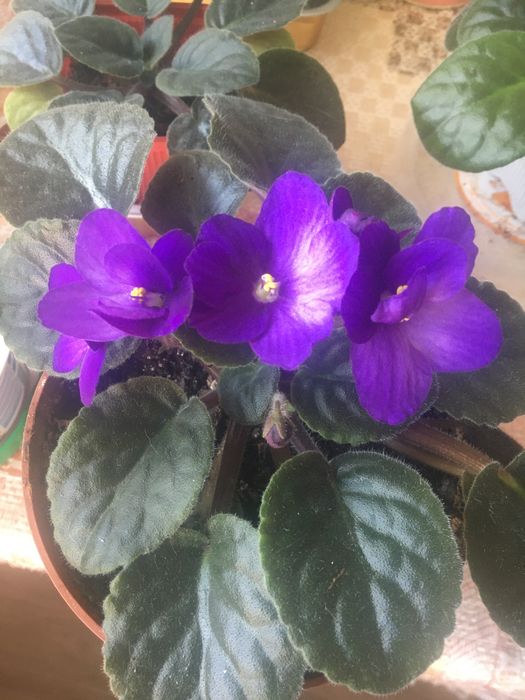 Домашні молоді фіалки , гарні .