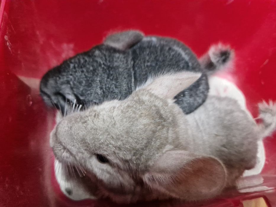 Szynszyl standard aksamitny-ciemny oraz standard i beż
Szylki młode i